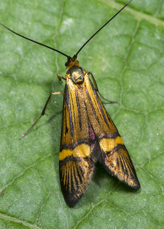Nemophora degeerella, Adelidae